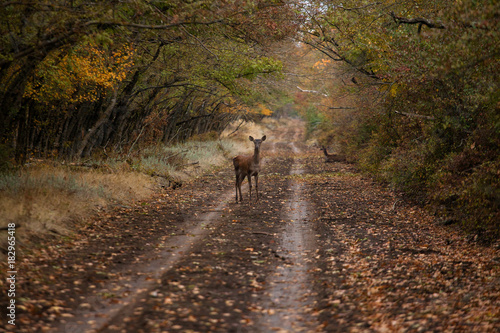 deer in the forest