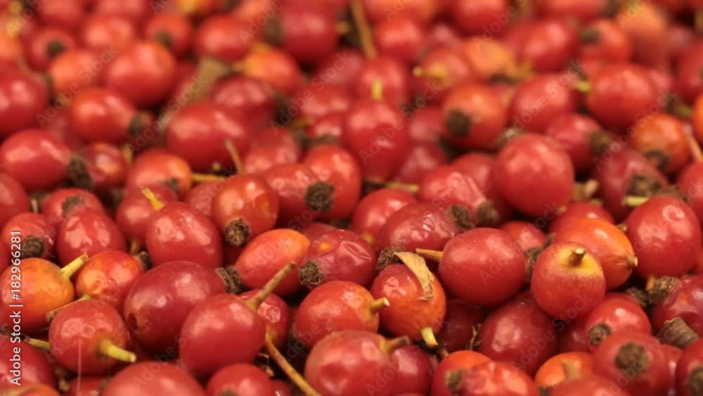 Close-up of the rotation of rosehips and leaf. Close-up of the rotation of rosehips and leaf.