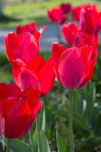Flowers of red tulips