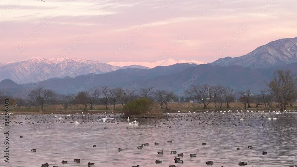 瓢湖の白鳥のお帰り 瓢湖の白鳥のお帰り
