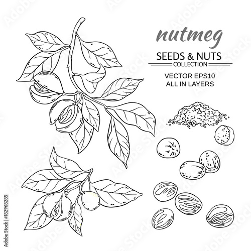 nutmeg vector set