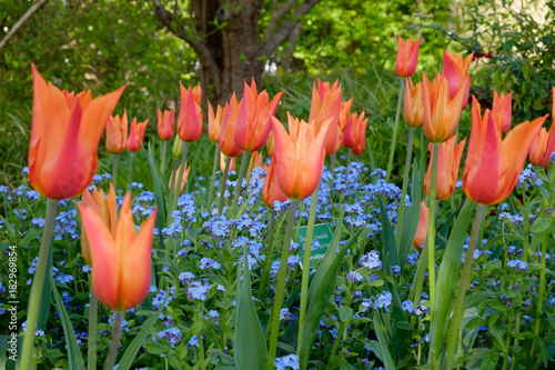 Fototapeta Naklejka Na Ścianę i Meble -  Tulipa Ballerina