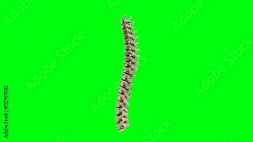Lumbar spine rotate animation