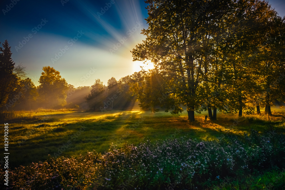 Fototapeta premium sun rays sunrise trees