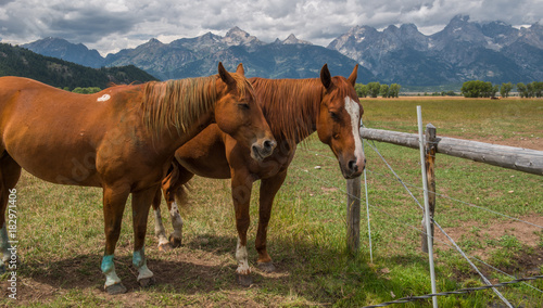 Fototapeta Naklejka Na Ścianę i Meble -  Horses in Grand Teton National Park, Wyoming