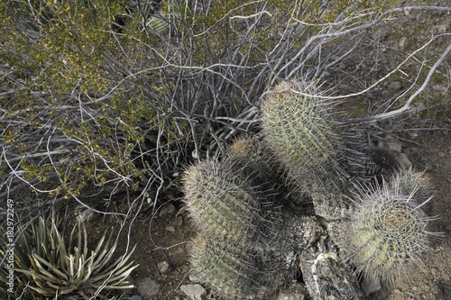 Compass Barrel Cactus Ferocactus cylindraceus wide view