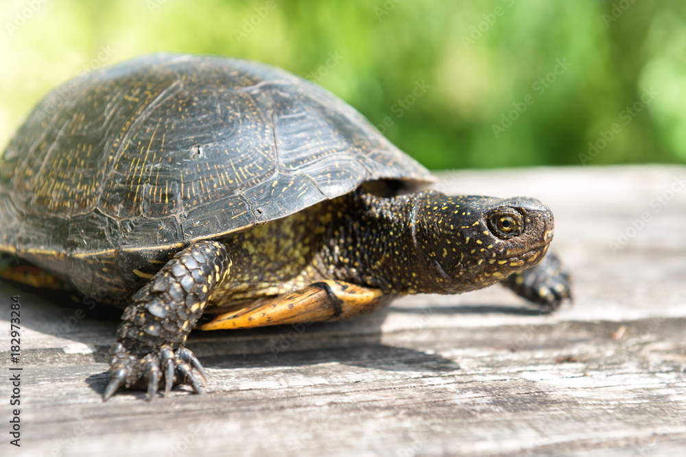 Obraz premium Turtle on wooden desk