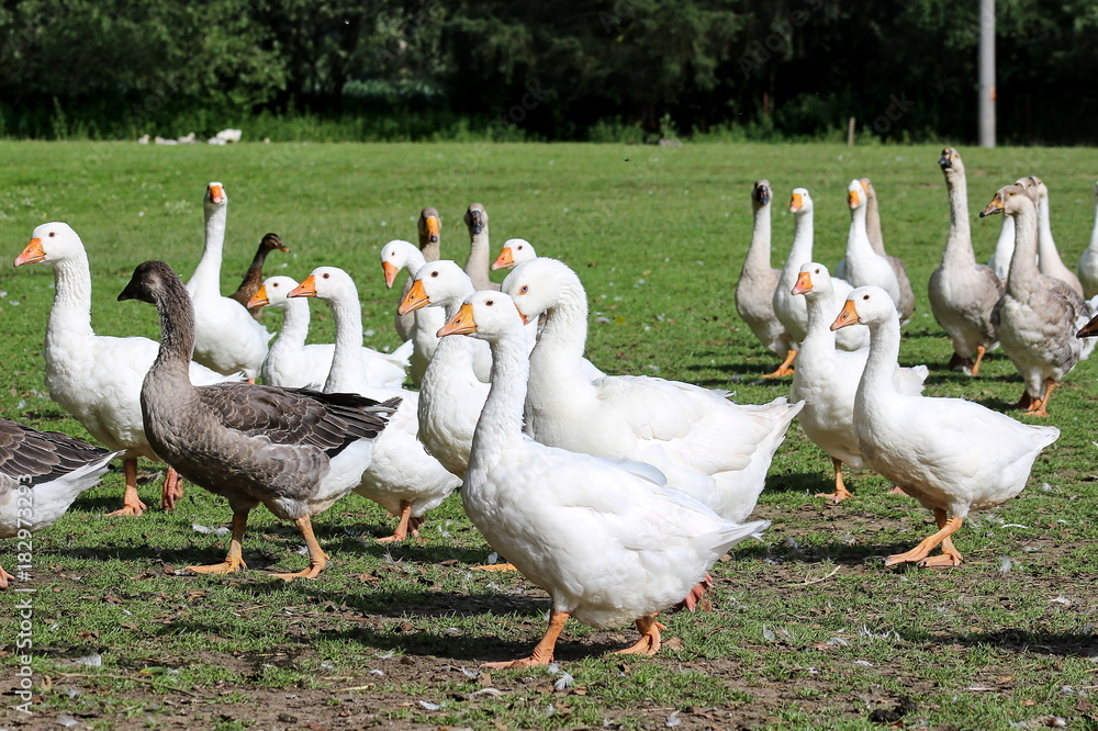 geese on the farm geese on the farm