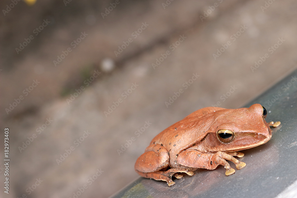 Naklejka premium Common Bush