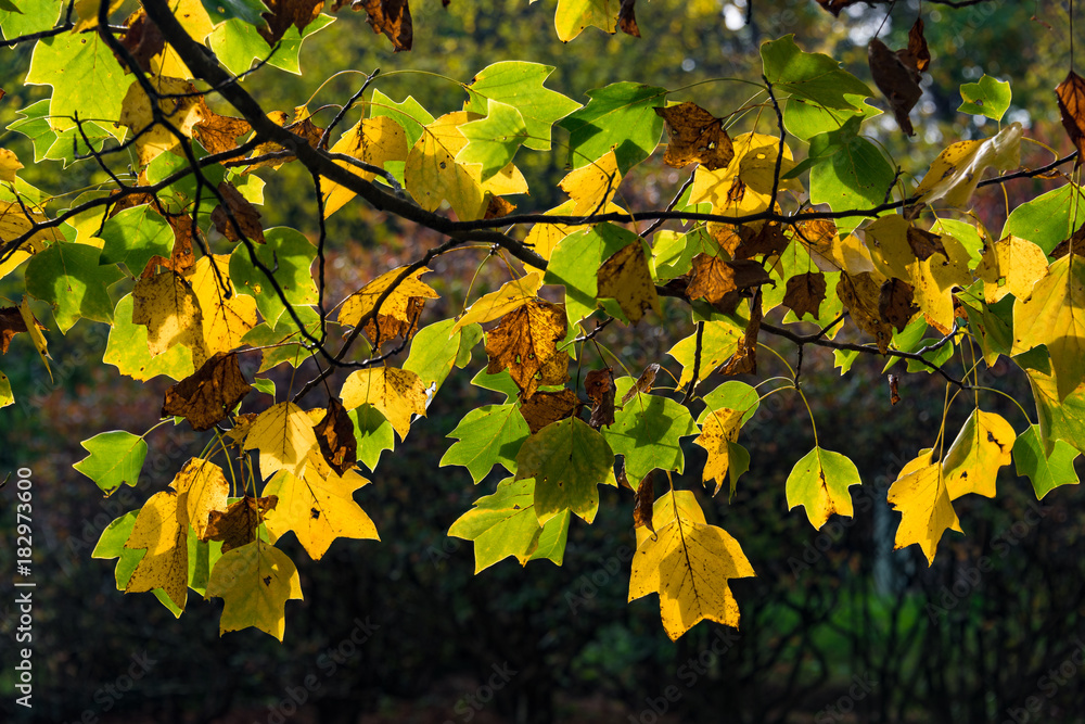 Autumn leaves nature background Autumn leaves nature background