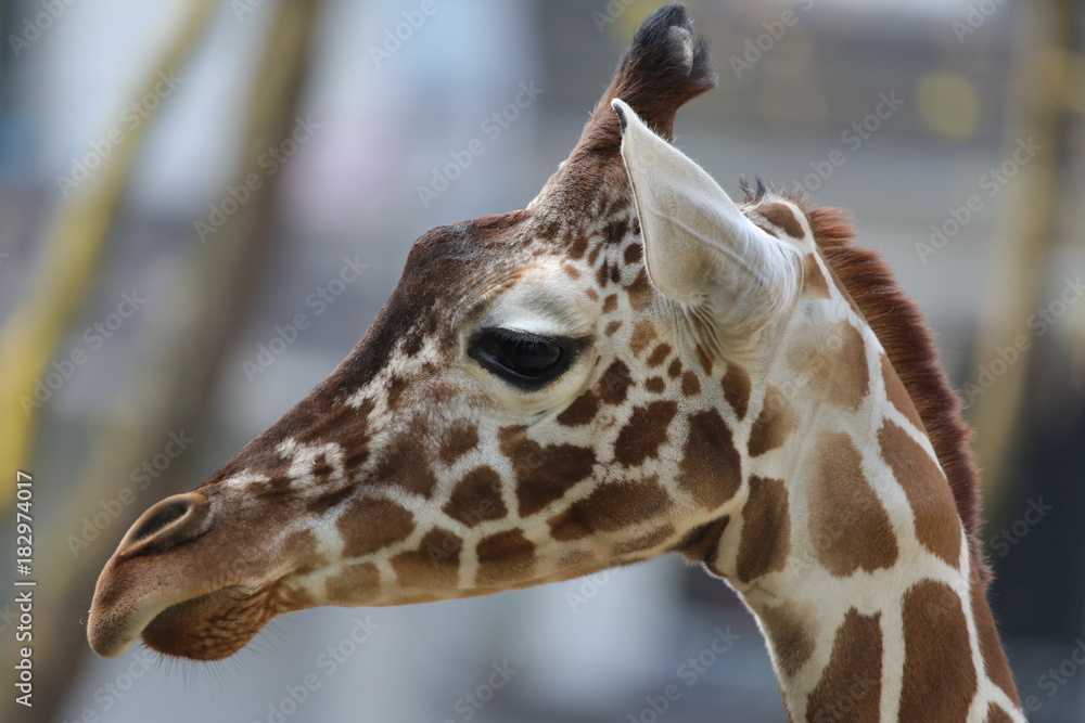 Obraz premium Animal