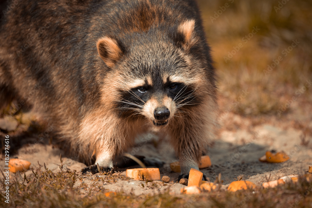 Animal Animal