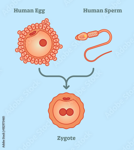 What is zygote - illustrated explanation