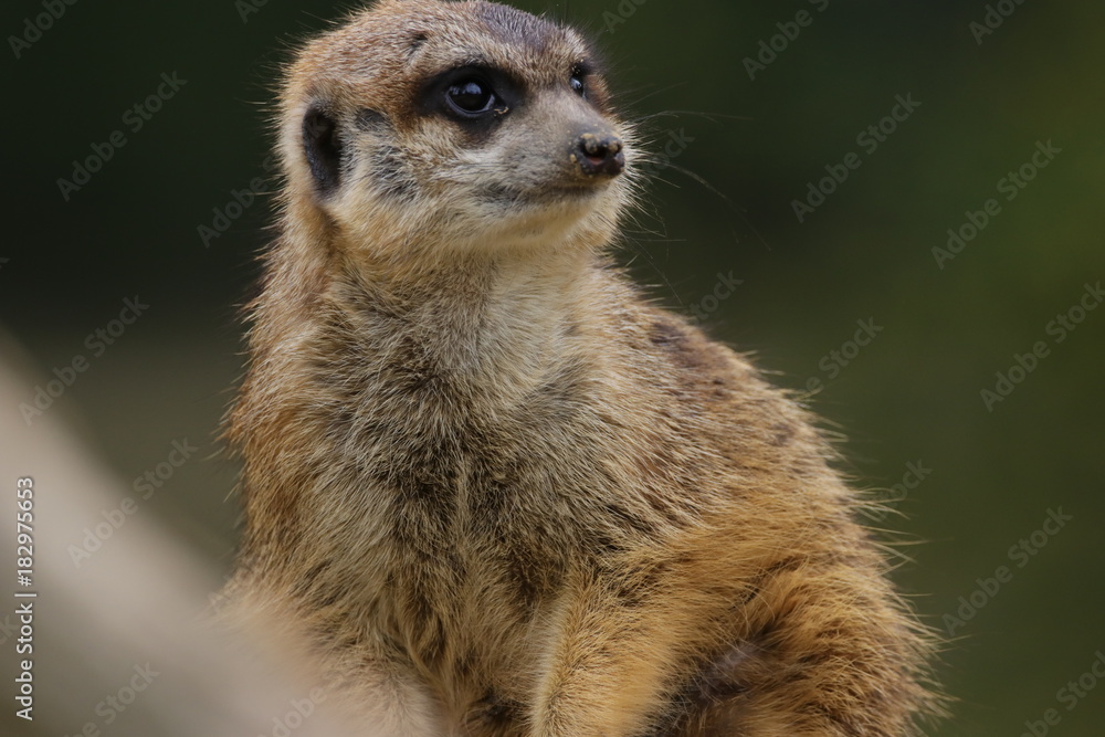 Fototapeta premium Animal