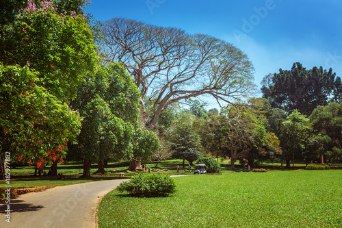 Panoramic view of Royal Botanical King Gardens  Peradeniya  Sri Lanka