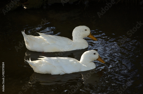 Two ducks swimming in a pond with dark water and reflections