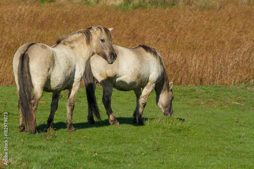 photo of a pair of Konik wild horses © rob francis
