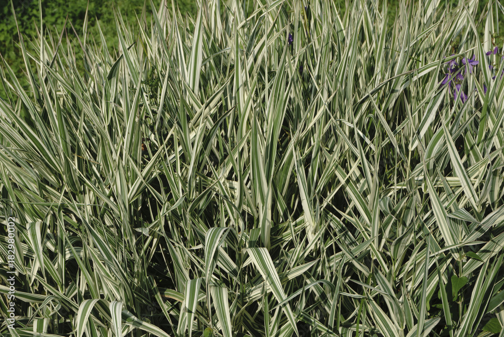 Obraz premium Green grass soccer field background
