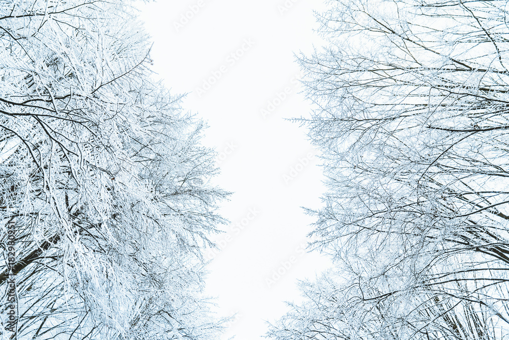 bush branches covered with snow in morning bush branches covered with snow in morning