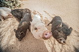 Wonderful Pigs