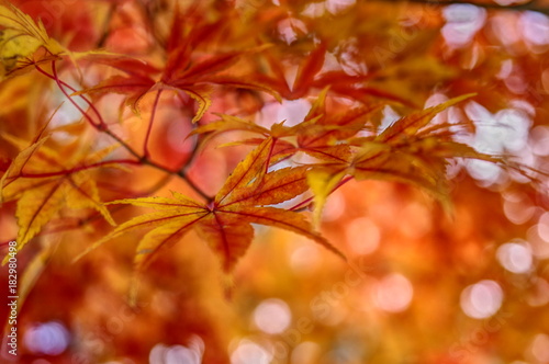 Autumn color, Nagano, Japan