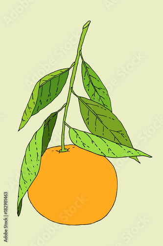 Tangerine fruit illustration