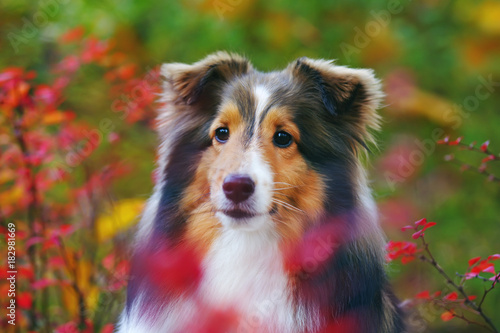 Obraz na plátně The portrait of a cute sable Sheltie dog posing outdoors with red bushes in autu