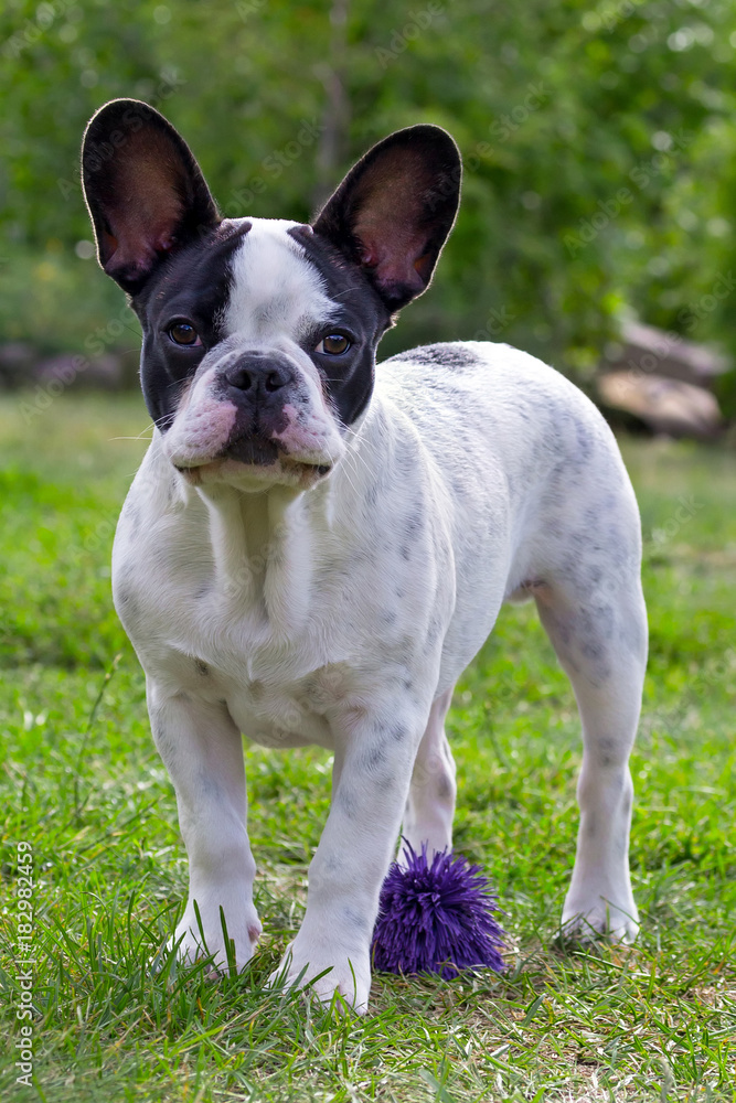French bulldog puppy with toy