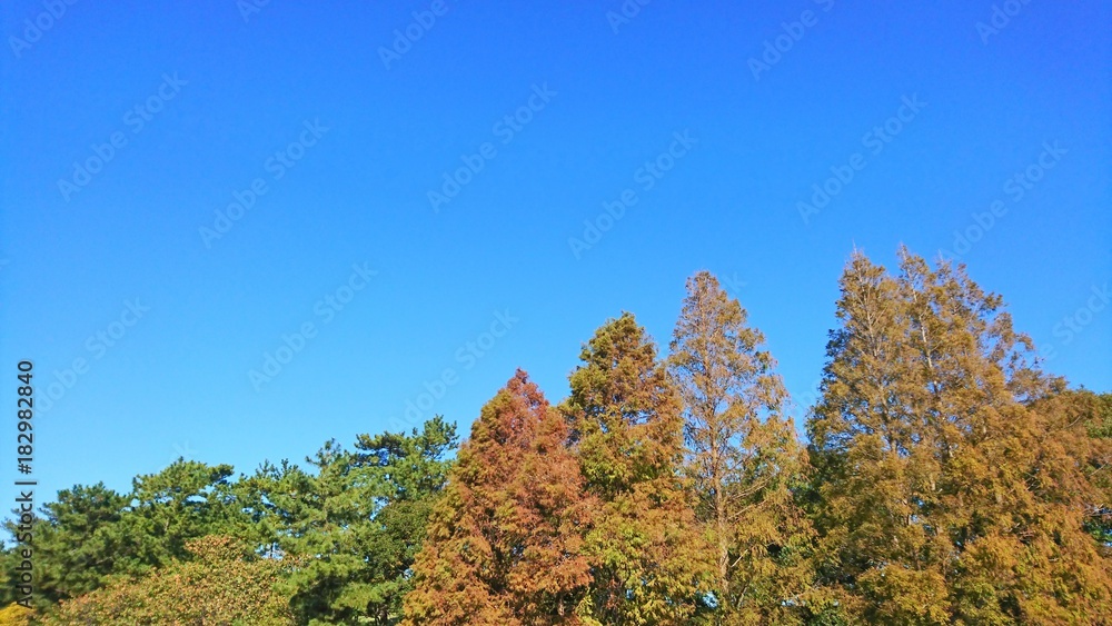 colorful tree leaves