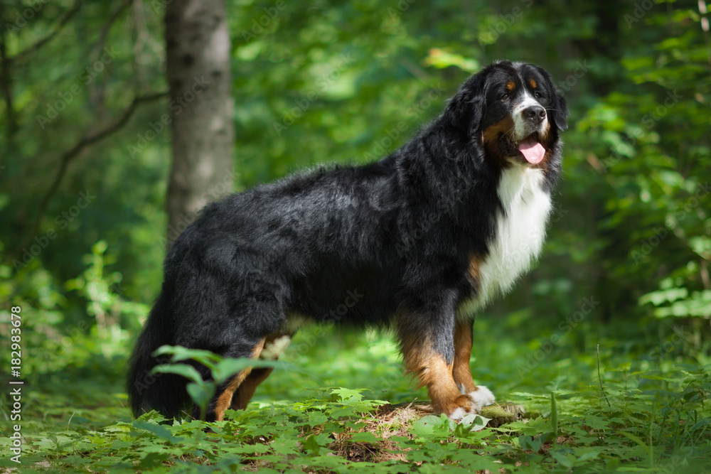 Bermese Mountain Dog standing in the forest