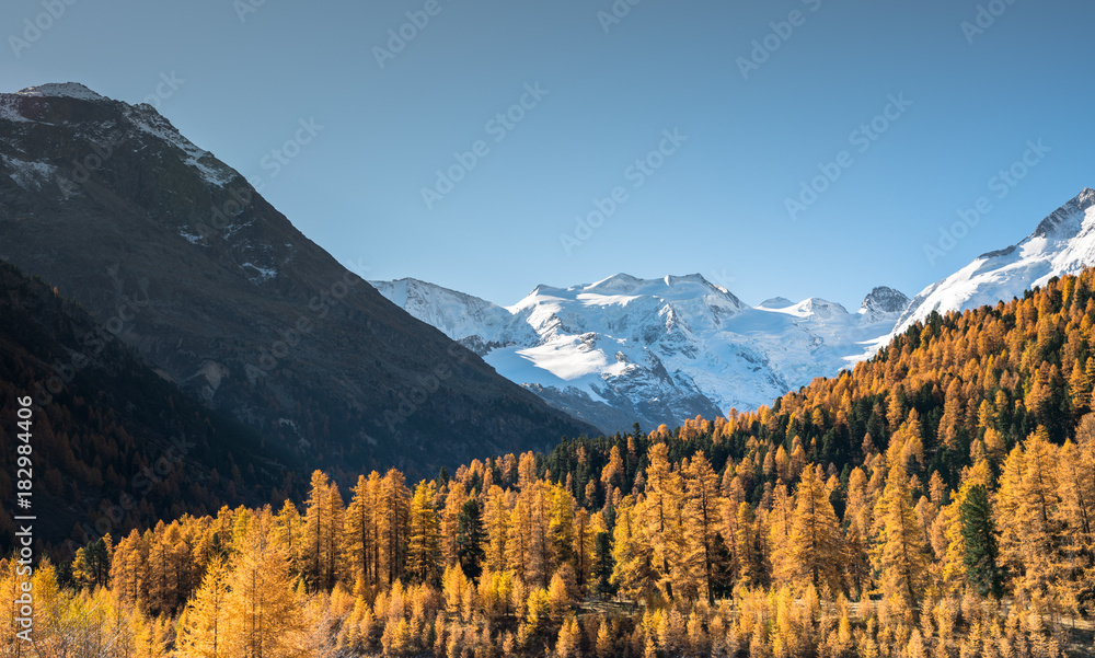 fall colors in the Swiss Alps near St. Moritz in the Morteratsch Valley 