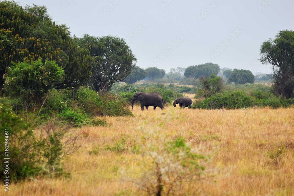 Queen Elizabeth park, Uganda