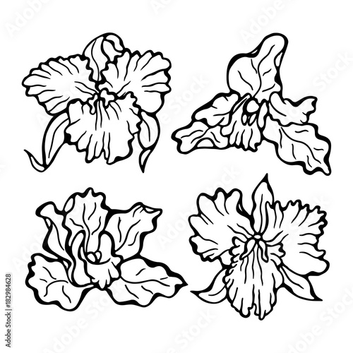 Orchid flower - vector illustration. Orchids isolated on white background. Flower set