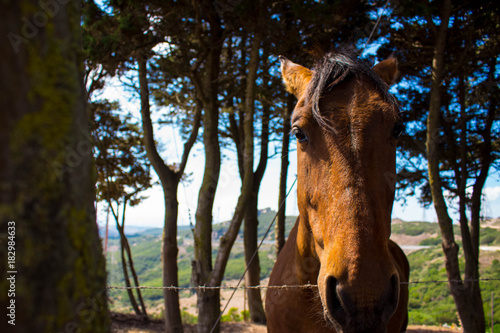 Horse. Brown farm animal. Beautiful rural view.