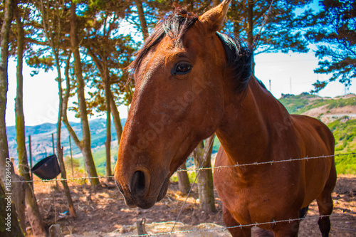 Horse. Brown farm animal. Beautiful rural view. © Ekaterina