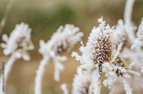 Dried thistle covered with snow  © caocao191