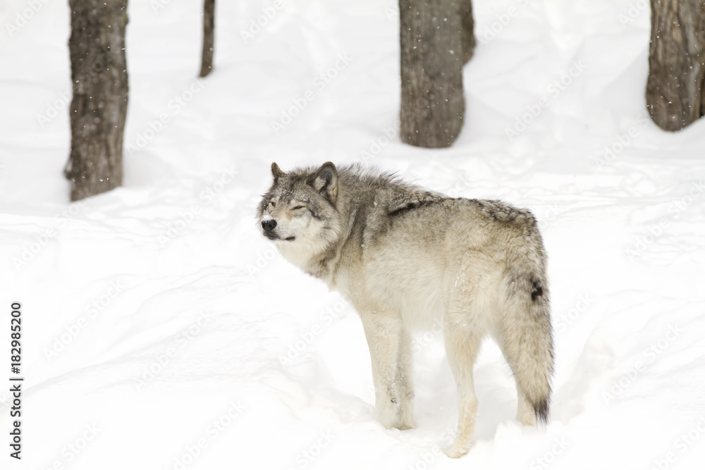 Naklejka premium Timber wolf or Grey Wolf (Canis lupus) walking in the winter snow in Canada