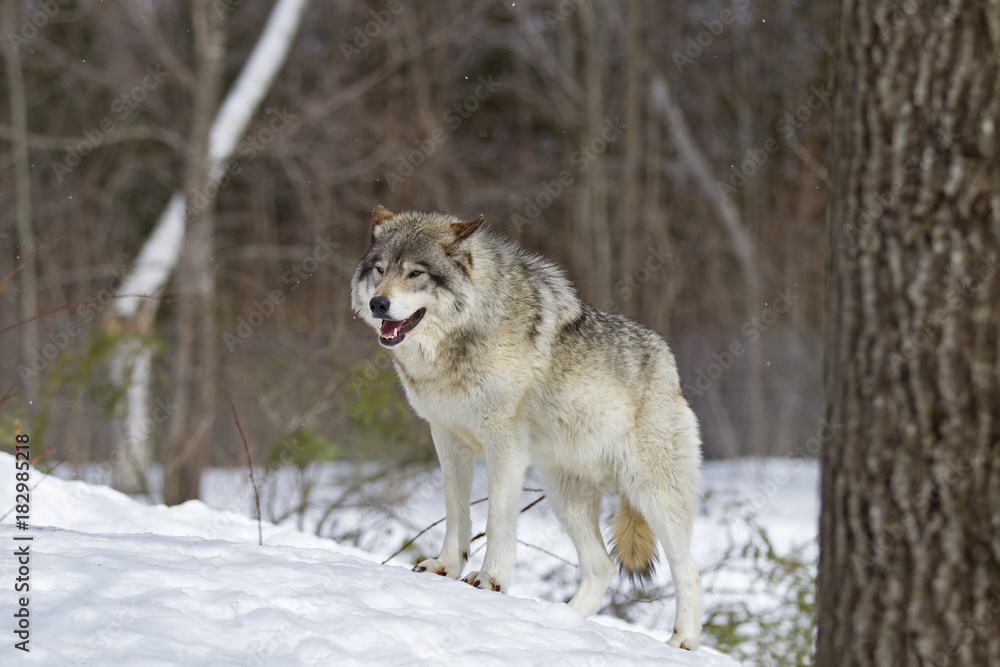 Naklejka premium Timber wolf or Grey Wolf (Canis lupus) walking in the winter snow in Canada