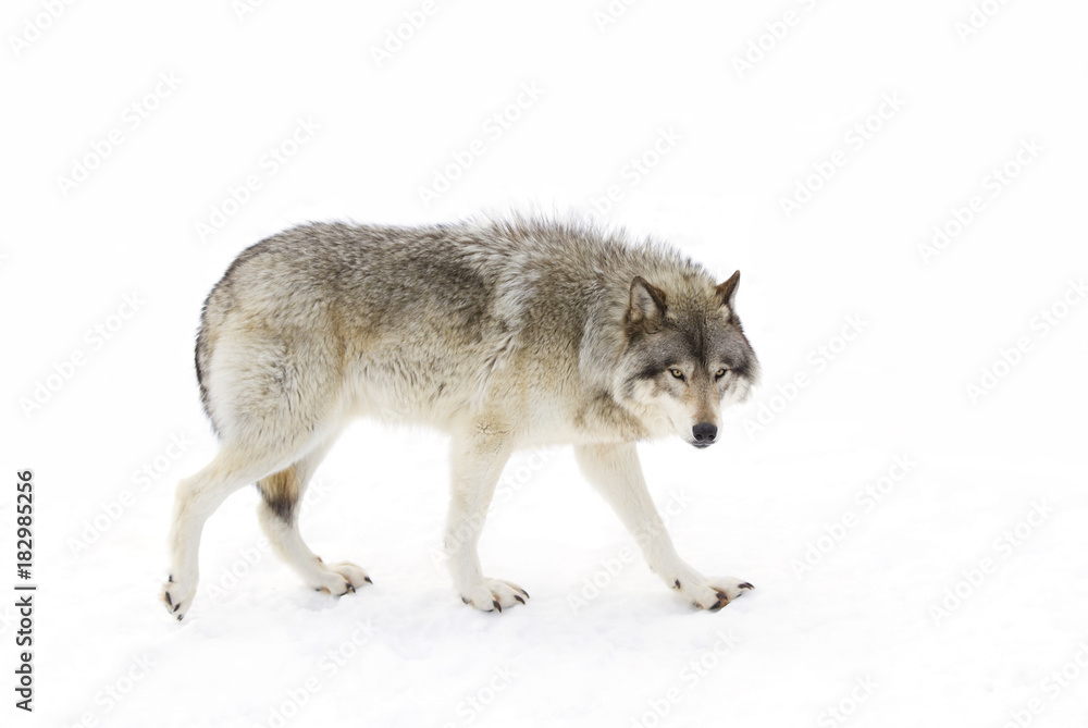 Obraz premium Wilk leśny lub wilk szary (Canis lupus) na białym tle na białym tle spacery w zimie w Kanadzie