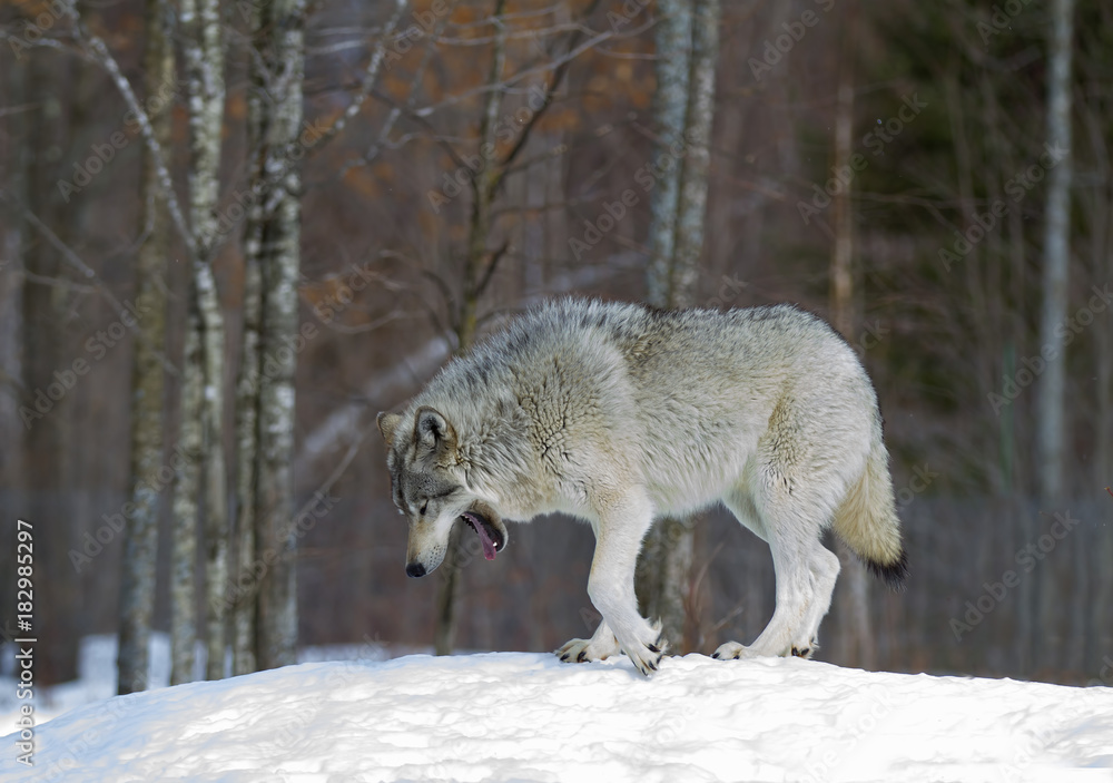 Fototapeta premium Timber wolf or Grey Wolf (Canis lupus) walking in the winter snow in Canada