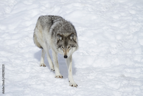 Timber wolf or Grey Wolf (Canis lupus) isolated against a white background walking in the winter snow in Canada © Jim Cumming