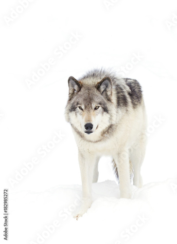 A lone Timber wolf or Grey Wolf isolated on a white background (Canis lupus) walking in the winter snow in Canada © Jim Cumming
