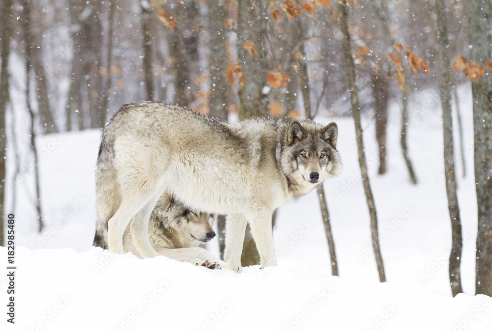 Naklejka premium Timber wolves or Grey Wolf (Canis lupus) standing in the winter snow in Canada