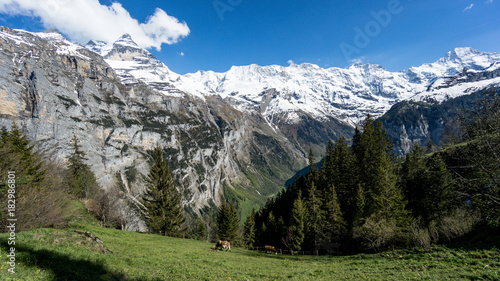 Scenic Swiss Alps mountains with cows and clouds