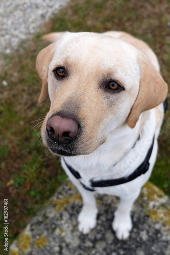 Un bel cucciolone ed il suo nasone