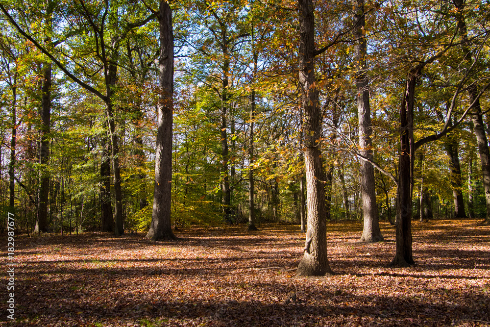 Fototapeta premium Autumn leaves on trees in forest