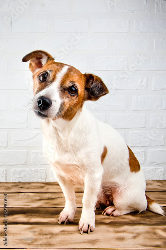 Jack Russell Terrier dog sitting on a wooden background.