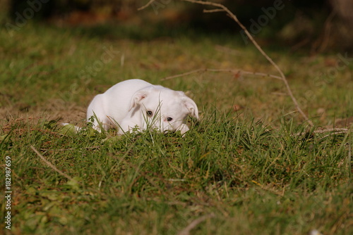 hidden puppy, cute white puppy lying in the gras
