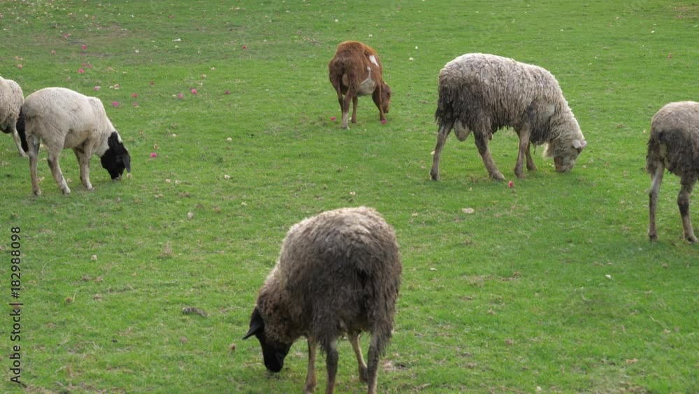 Sheep Graze On a Bright Green Pasture With Smooth Grass, 4K Sheep Graze On a Bright Green Pasture With Smooth Grass, 4K