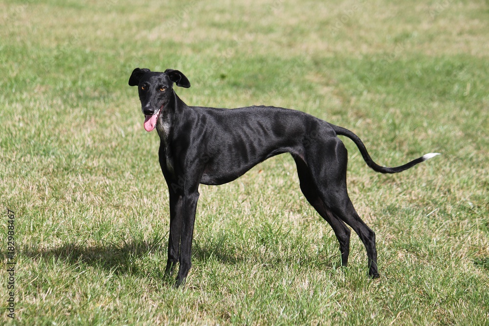 schwarzer Windhund steht auf einer Wiese im Sonnenschein schwarzer Windhund steht auf einer Wiese im Sonnenschein